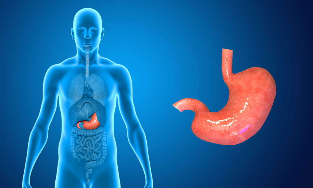 How to Test and Boost your Stomach Acid